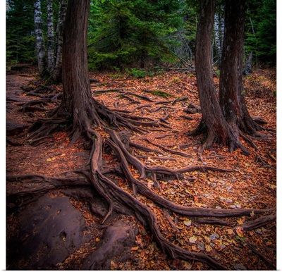 Cedar Roots near the Cascade River