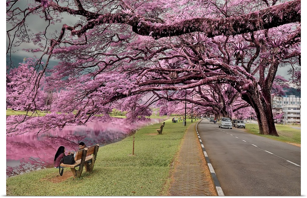 Beautiful pink trees blossoming in a park in Malaysia.