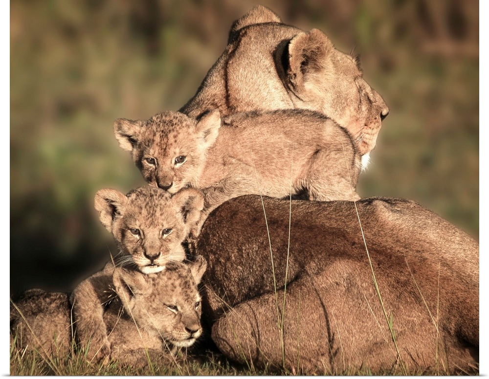 Mother lioness with her three cubs climbing on her back.