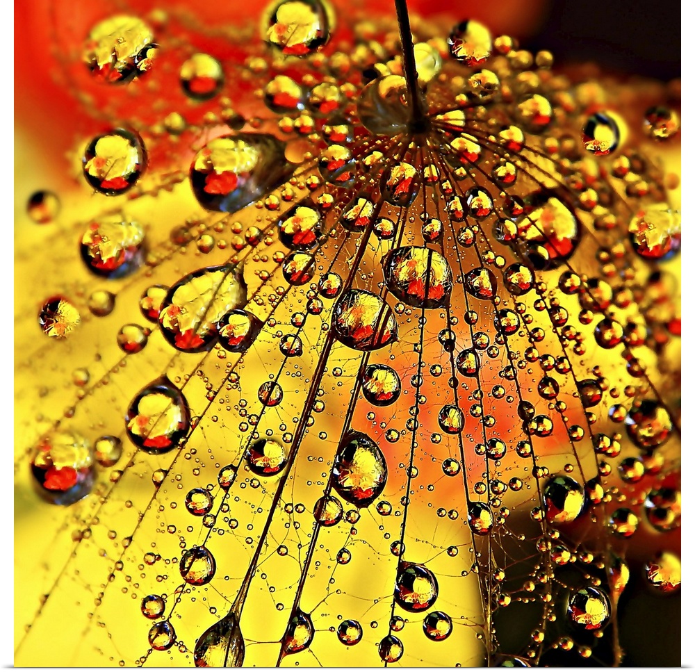 Water droplets clinging to the seeds of a dandelion.