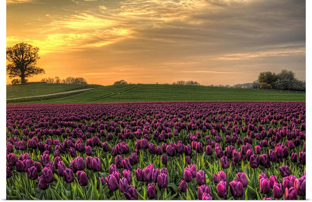 Photograph of a countryside field of wild tulips in a light glow from the setting sun.