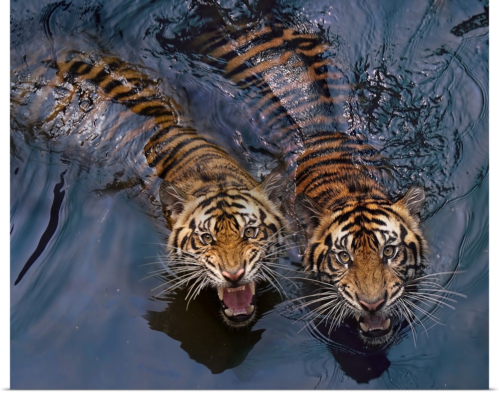 Two snarling tigers swimming in water.