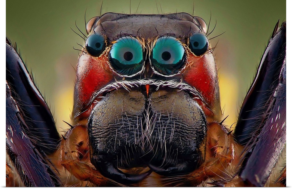 Macro photo of the large eyes of a tarantula spider.