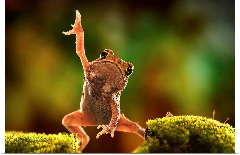 A frog raising one arm up in the air in a funny pose.