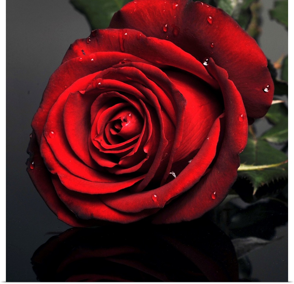 Dark red rose with drops
