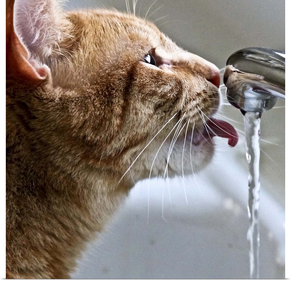 Sammy drinks some water from the faucet.