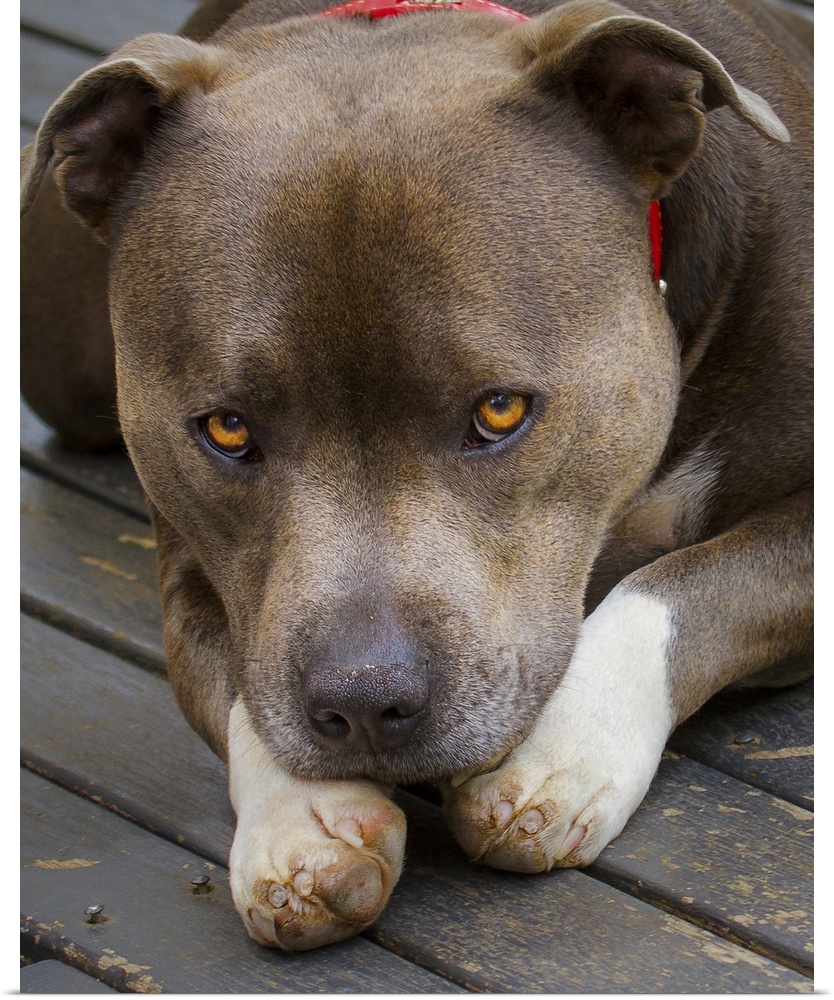 A Staffordshire Bull Terrier lying down with bright orange eyes.
