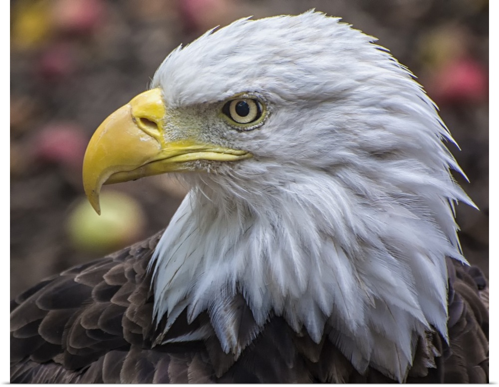 Portrait of a Bald Eagle with a stern expression.