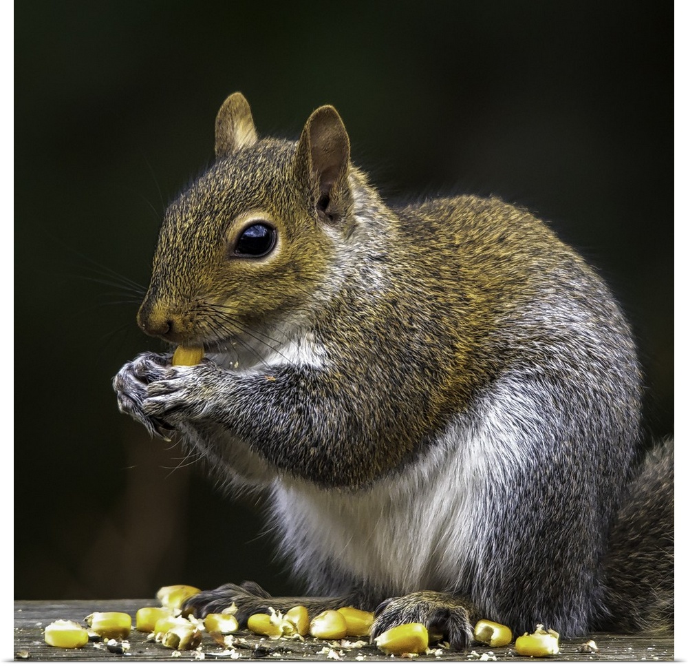 A cute squirrel sitting and eating corn kernels.