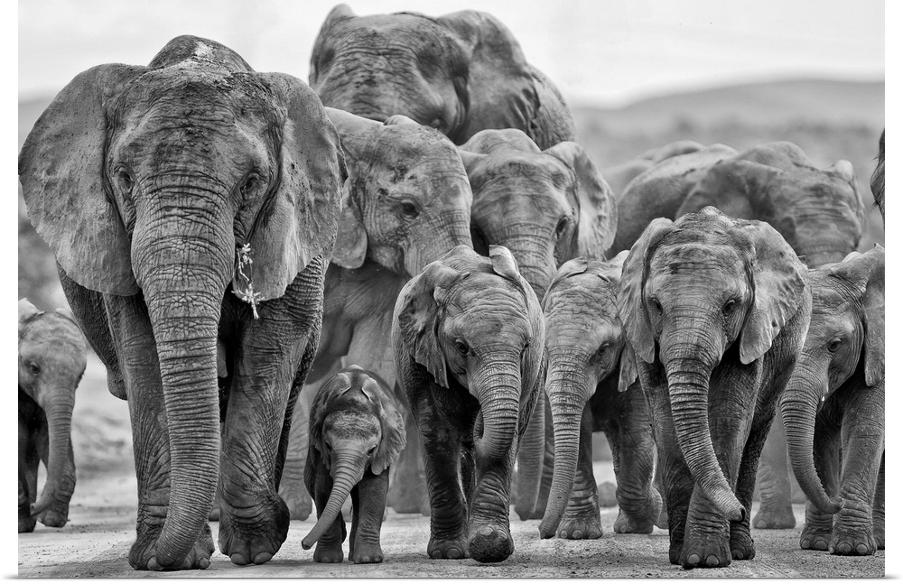 A baby Elephant is kept well hidden within the group.