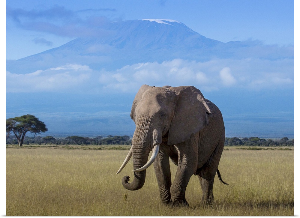 An African Elephant walking in the plains with Mount Kilimanjaro in the distance.