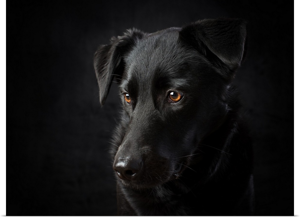 Black dog portrait, lit on black background in studio.