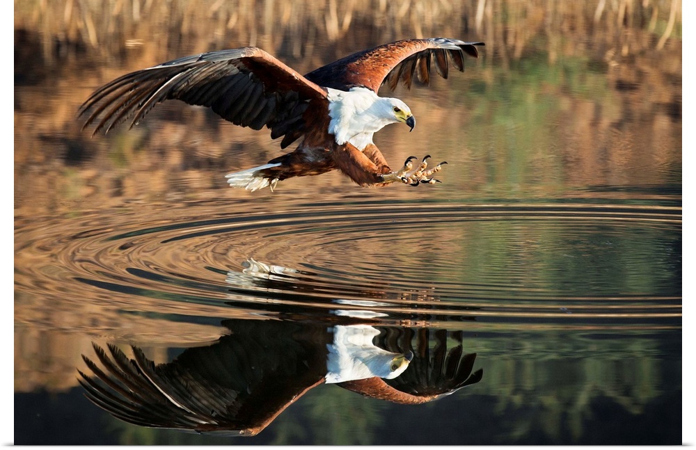 A large Fish Eagle extends its claws over the water, Drakensburg, Africa.