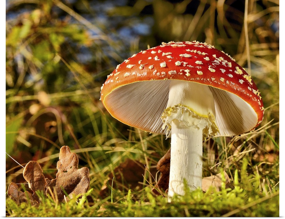 A large red mushroom with white spots in a forest.