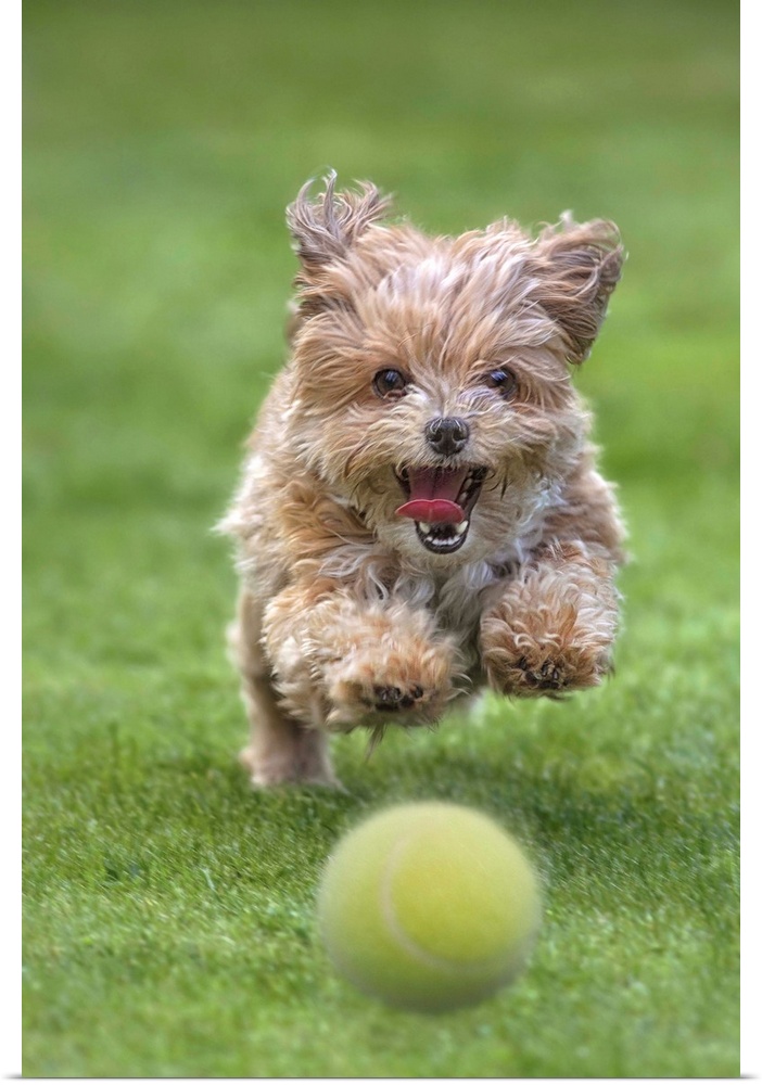 A puppy running happily over a trimmed lawn after a ball.