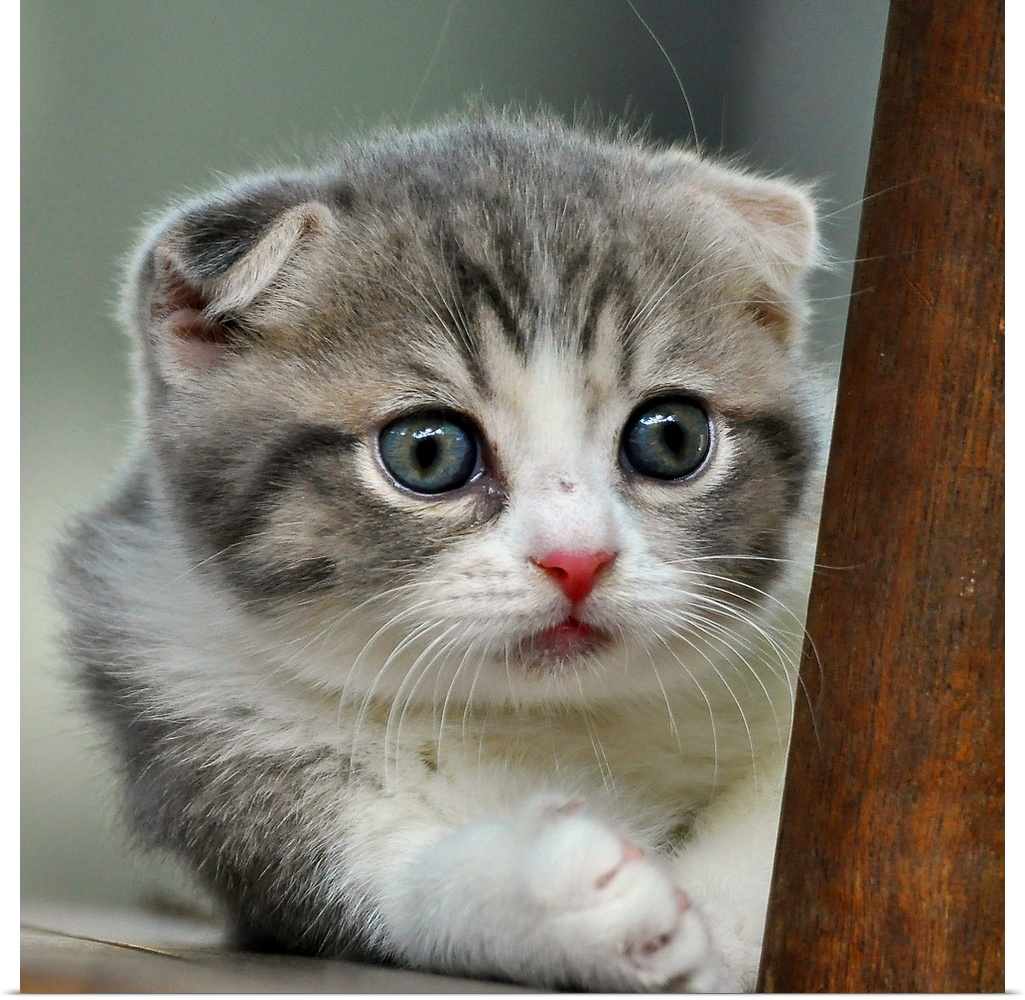 A cute little Scottish-fold kitten.