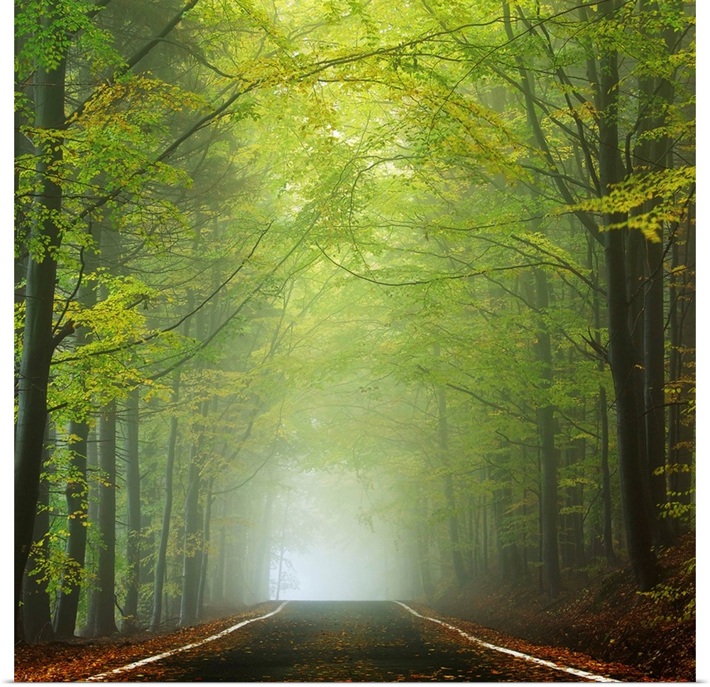 Photograph of a shrouded forest road with bright green foliage and dense fog in the distance.