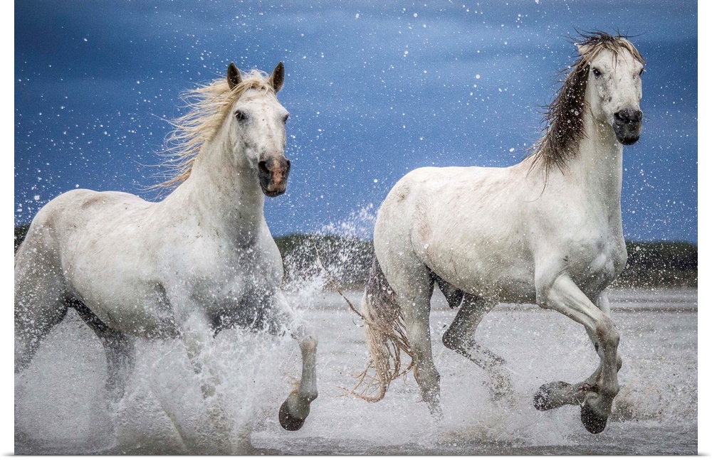 Camargue horses running through the water during a storm.