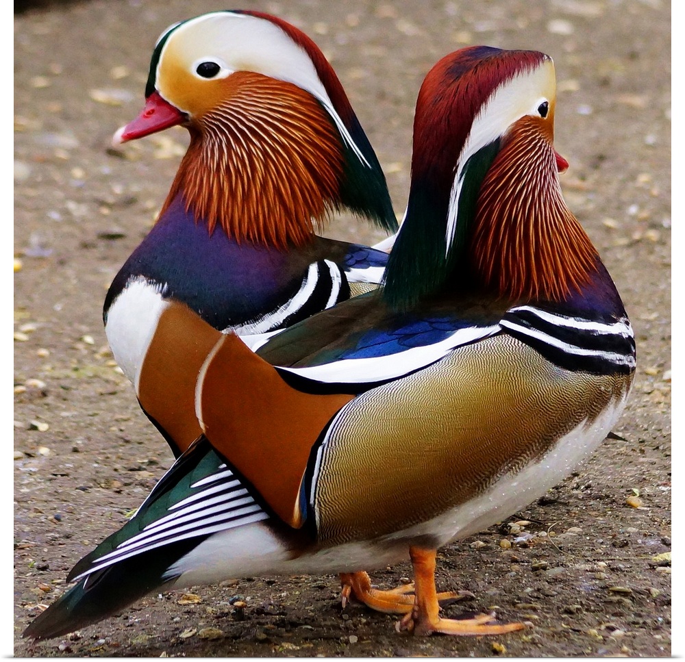 Two male Mandarin ducks in breeding plumage.