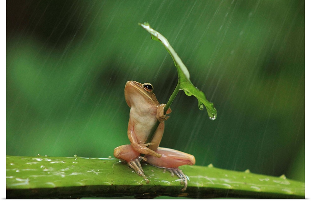 A small frog holding a leaf like an umbrella.