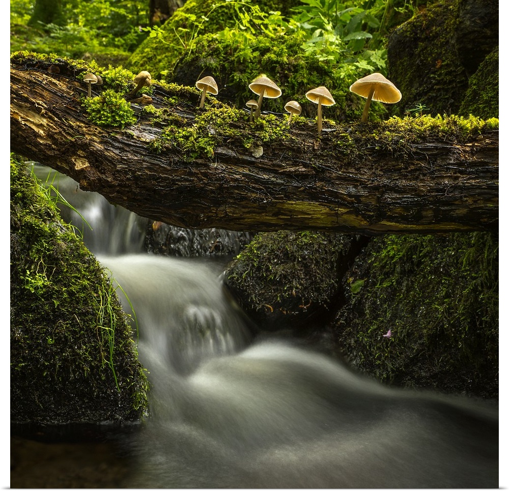 Small mushrooms growing on a log over a creek.