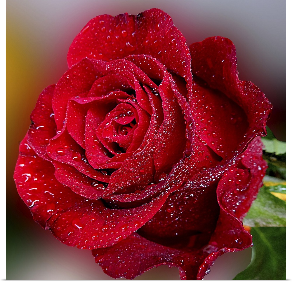 Gentle Red Rose