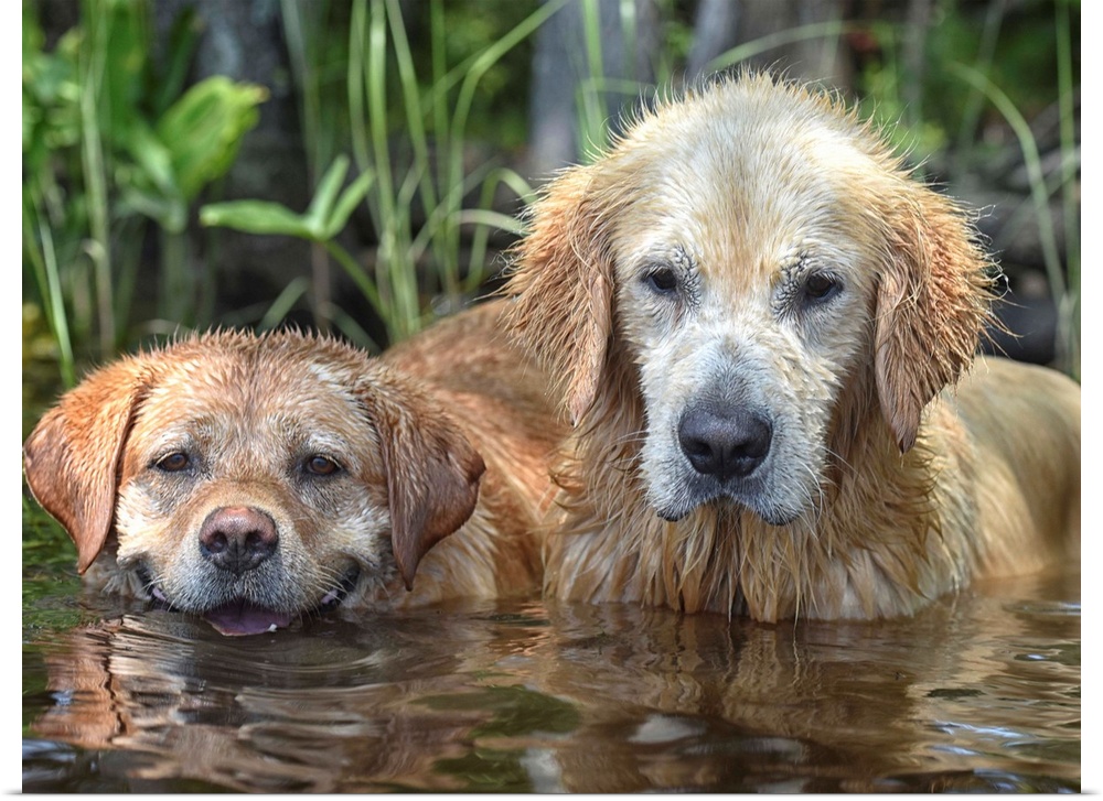 Two golden retrievers with dirty, wet fur from jumping in the water.