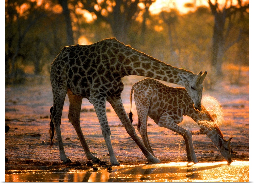 Two giraffes drinking in the late evening.