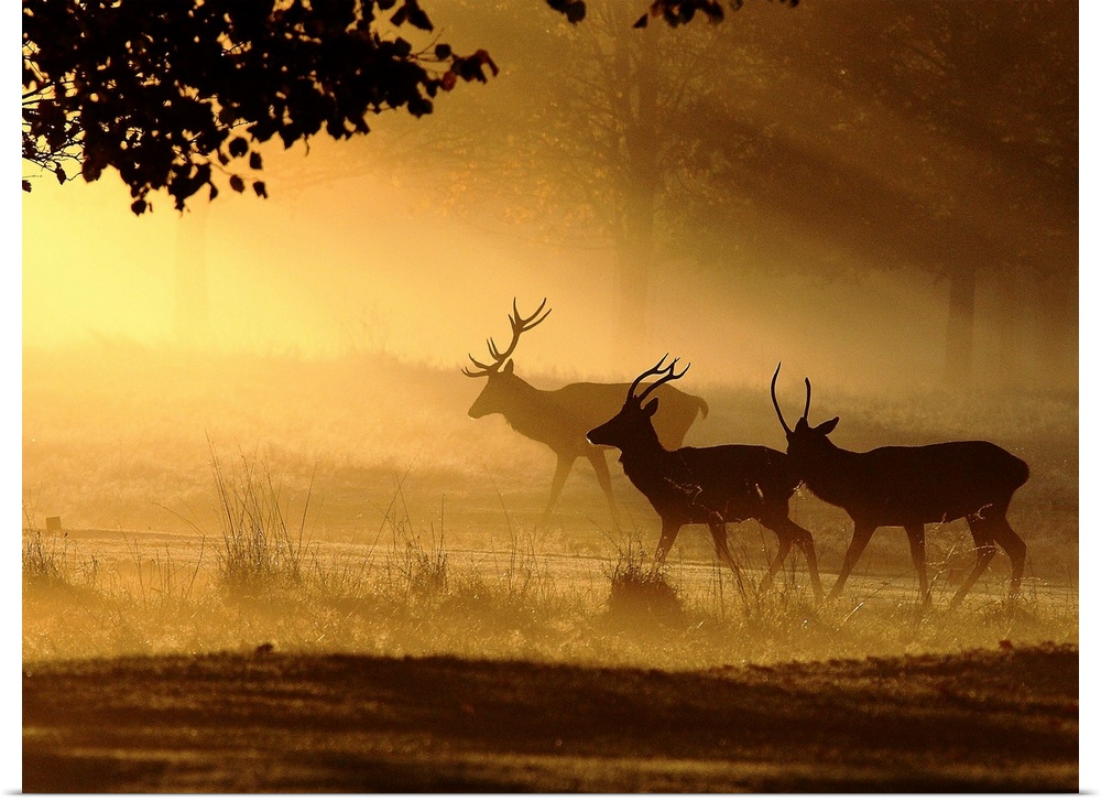 Stags in the morning mist in a forest.