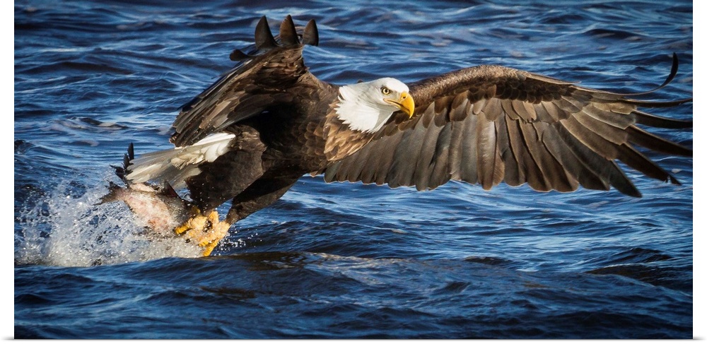A Bald Eagle flies down to the water to catch fish.