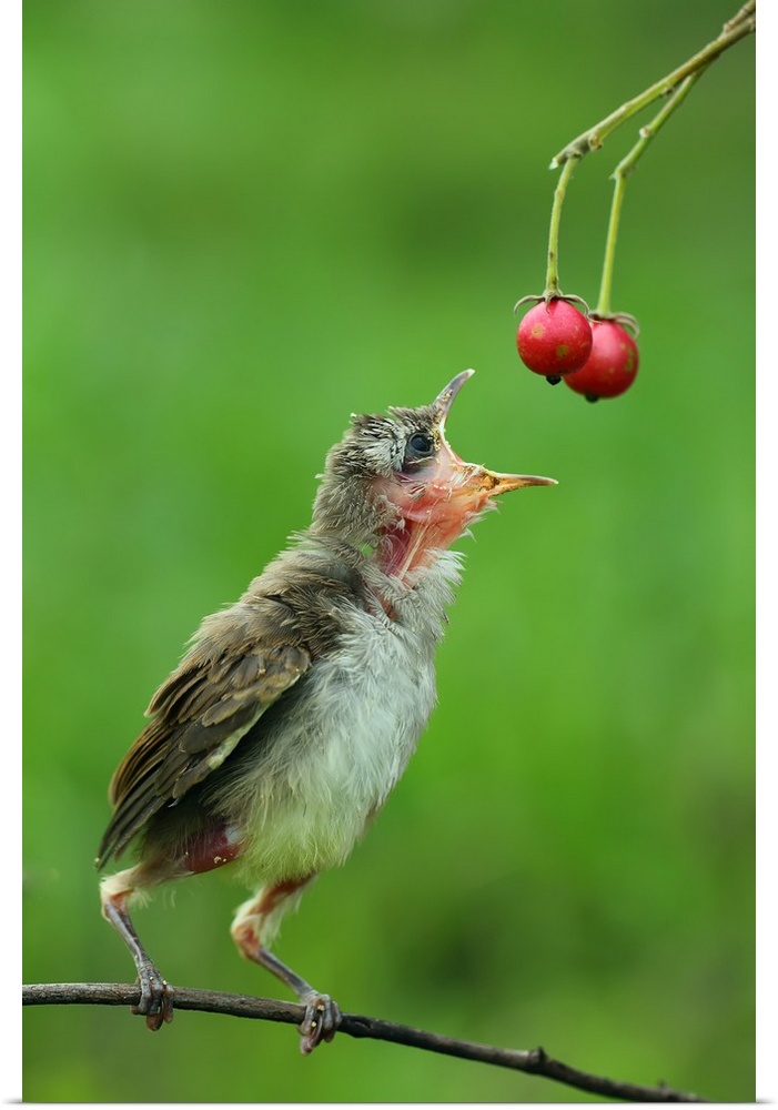 Photograph of a young bird perched on a tree branch grabbing from some food.