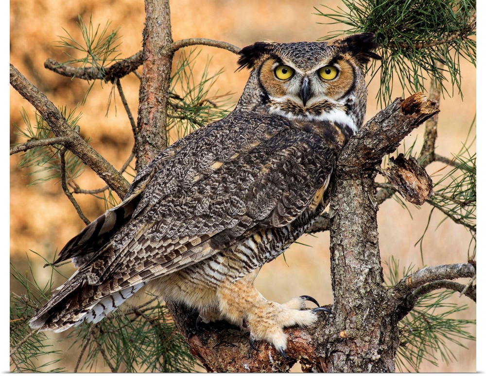 Great Horned Owl in a pine tree.