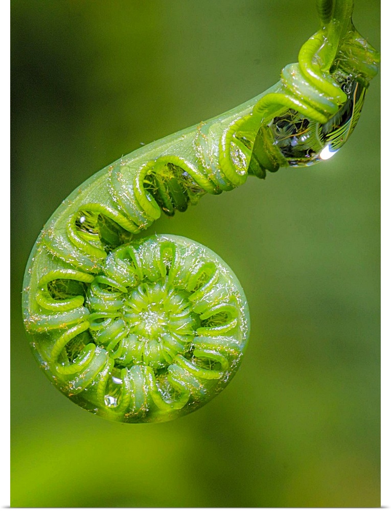 The curled end of a fiddlehead fern with droplets of dew.