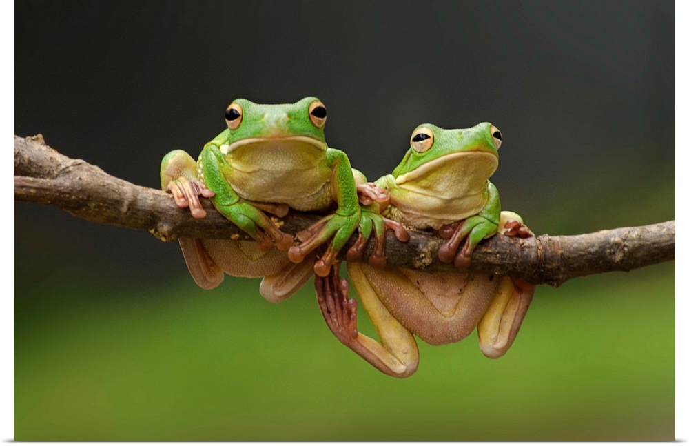 Two green tree frogs sharing a branch.