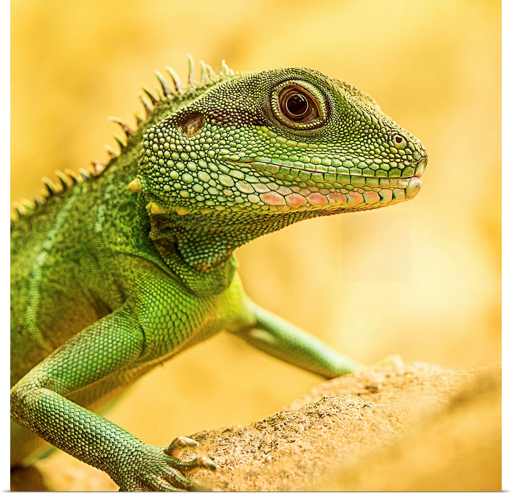 Portrait of a little green lizard on a yellow rock.