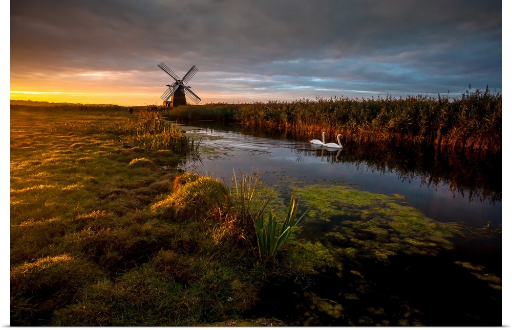 Two swans in the river in Herringfleet, with a windmill in the back, at sunrise, England.