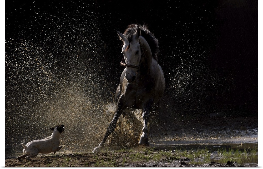 A small dog chases a horse, kicking up dust and dirt.