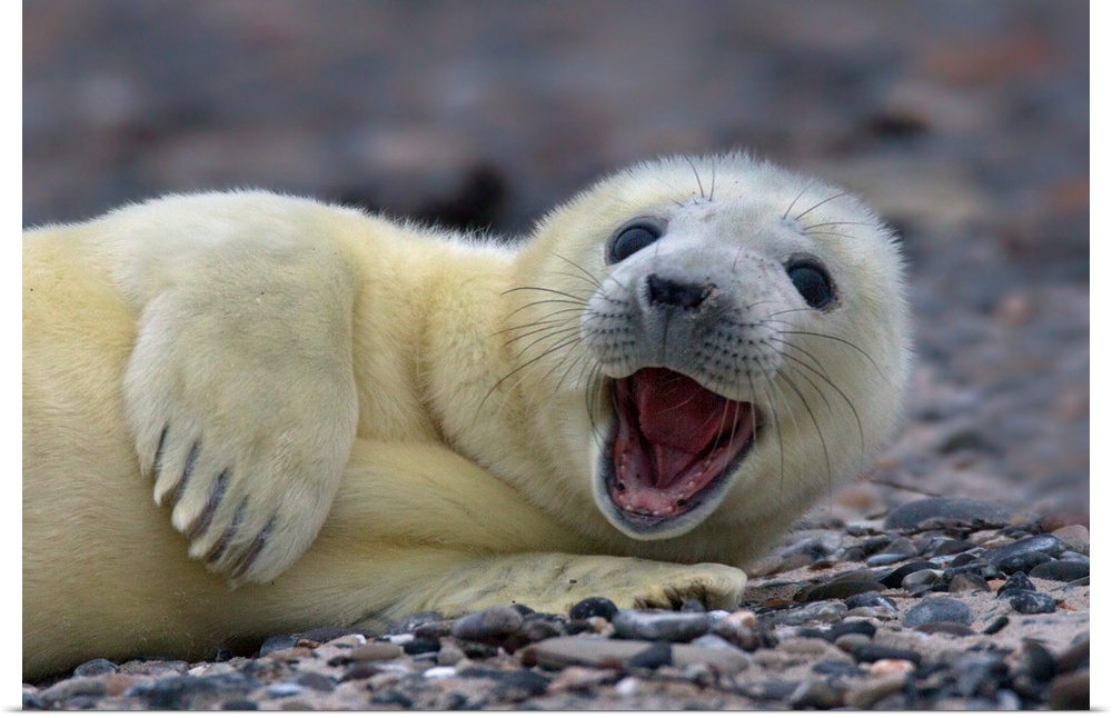 A young gray seal cub with white fur, smiling on the beach.