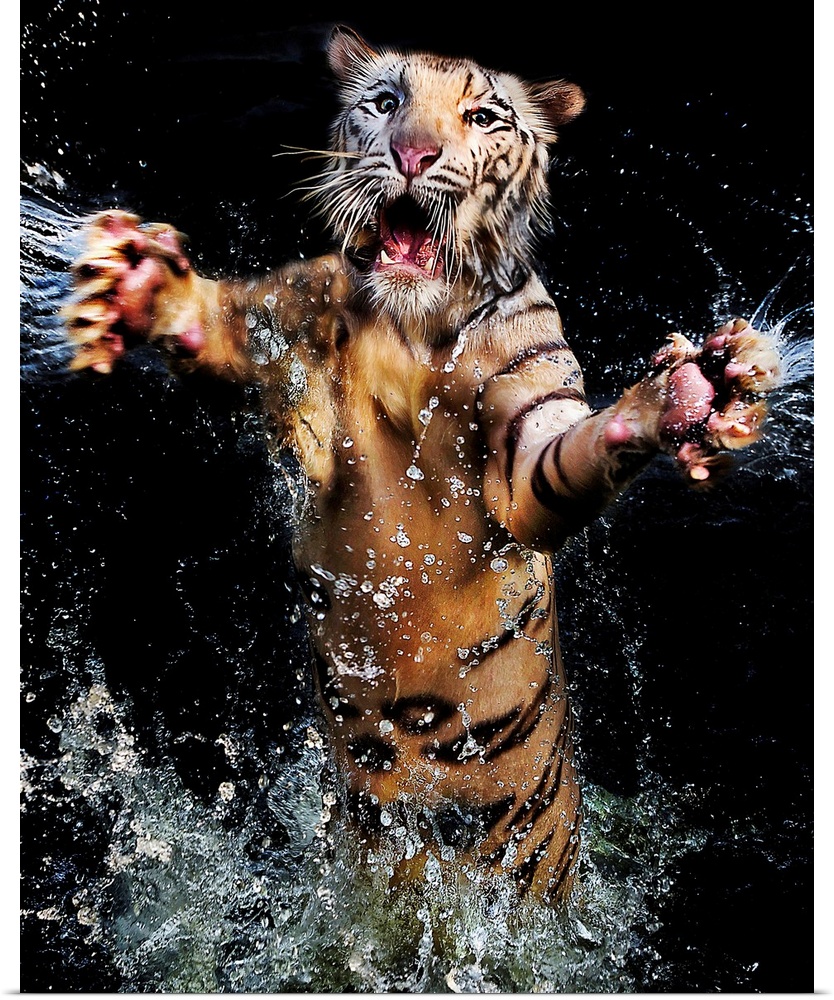 A tiger leaping out of the water with its arms outstretched.
