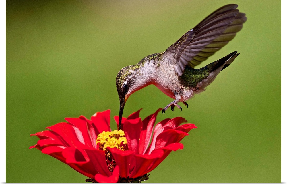 Hummingbird feeding at red and yellow Zinnia.