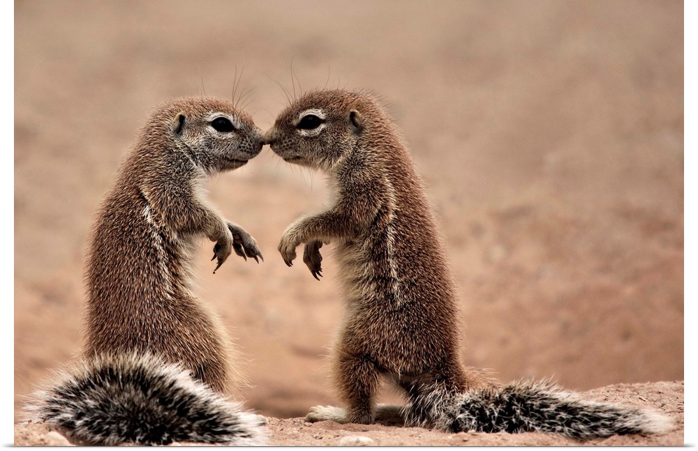 Two fround squirrels in Mata Mata Kgalagadi, South Africa.