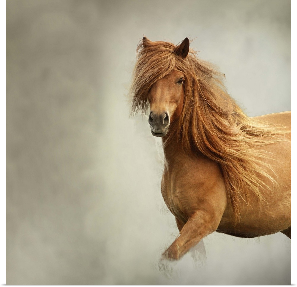 An Icelandic Horse with a long flowing mane and smooth coat.