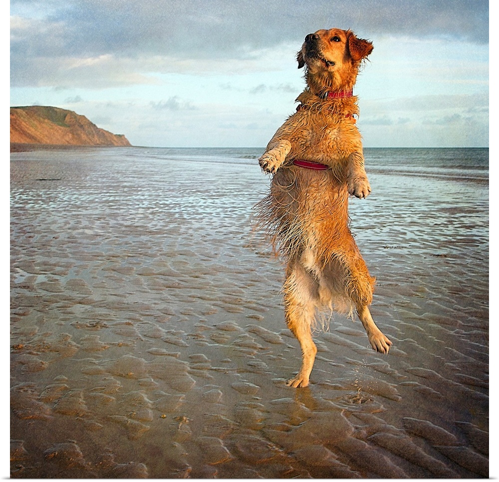 A dog appearing to stand on one hind leg on a sandy beach.