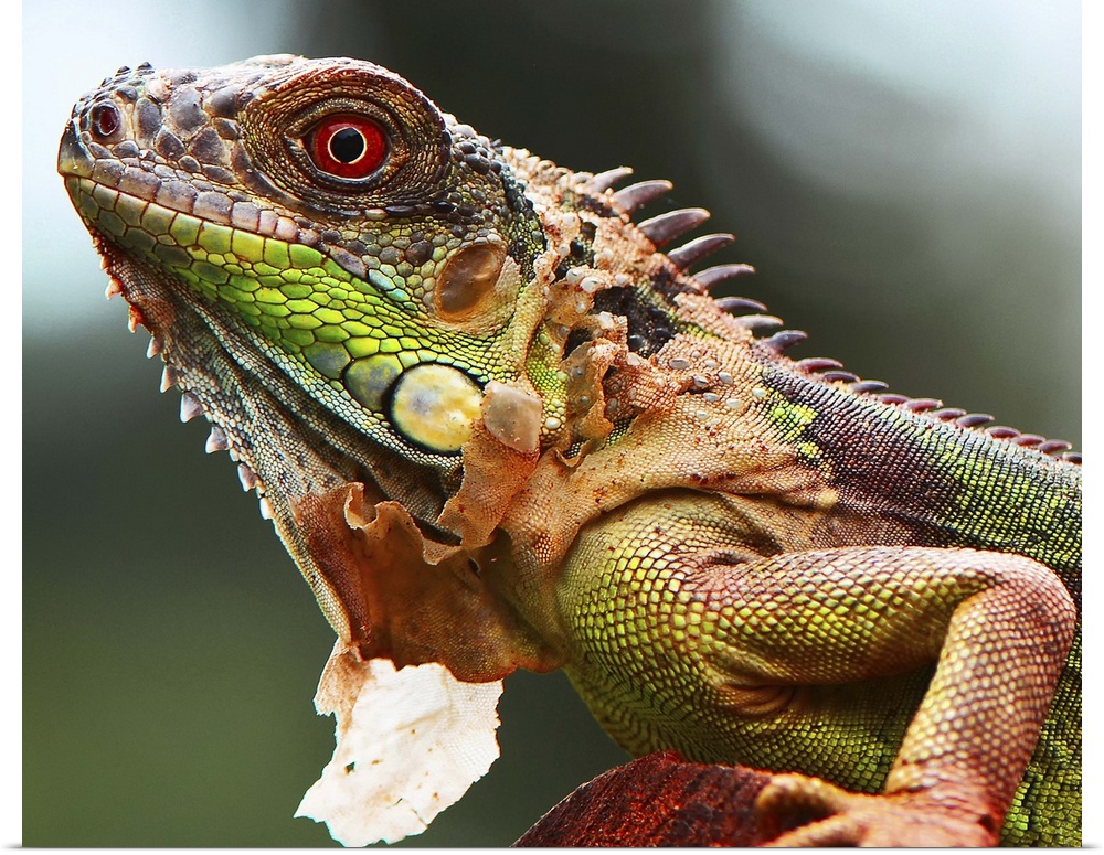 Portrait of a colorful iguana.