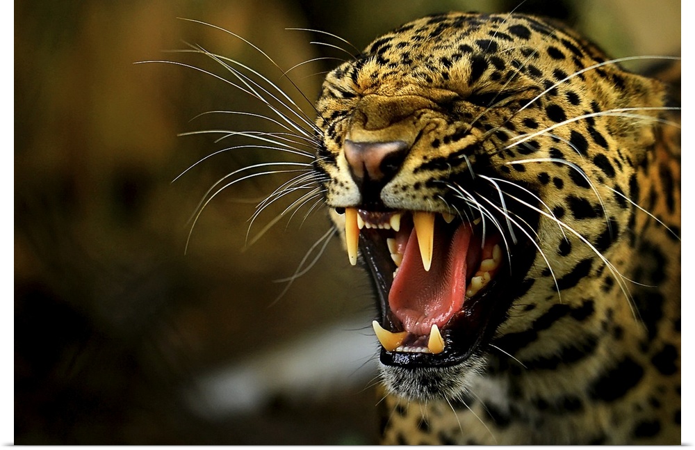 Portrait of a leopard snarling.