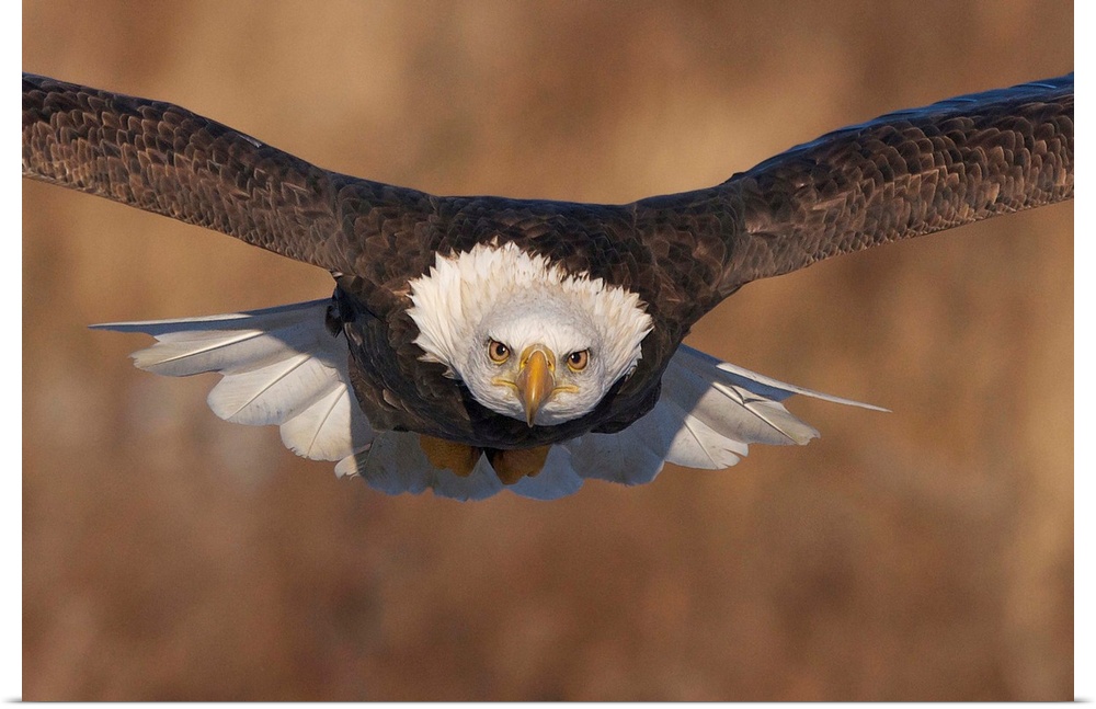 A Bald Eagle in mid flight, with an intense stare.