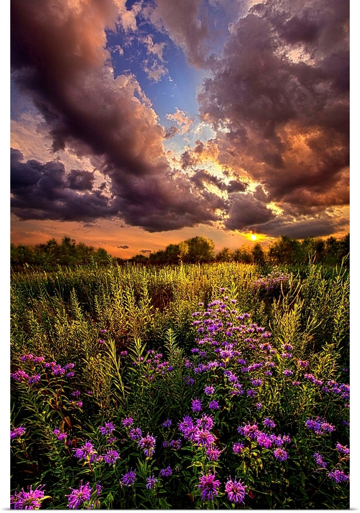 Large clouds over wildflowers in a field at sunset, Wisconsin.