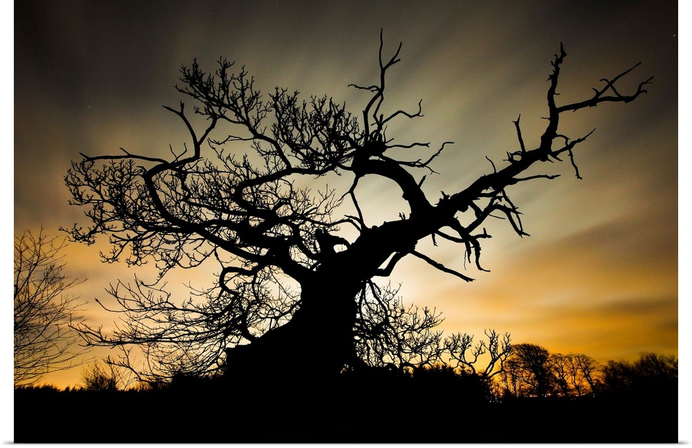 Silhouette of a large tree with gnarled branches at sunset.