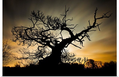 Isolated Silhouette Tree