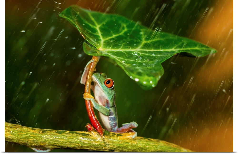 A small tree frog using a leaf as an umbrella.